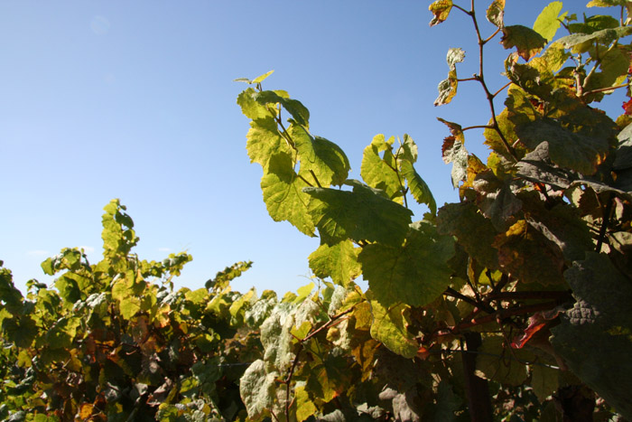 031 SLO wine tour