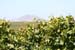 055 SLO wine tour